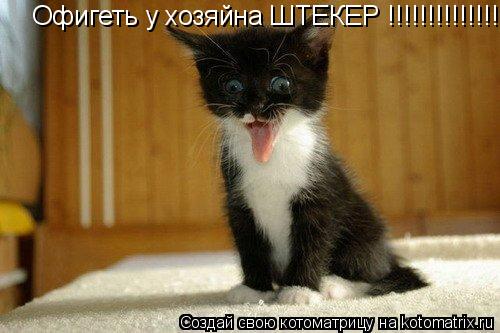 Офигеть у хозяйна ШТЕКЕР !!!!!!!!!!!!!!!!!!!!!!... Котоматрица: Офигеть у хозяйна ШТЕКЕР !!!!!!!!!!!!!!!!!!!!!!