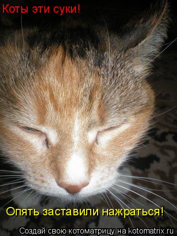 Коты эти суки! Опять заставили нажраться!... Котоматрица: Коты эти суки! Опять заставили нажраться!
