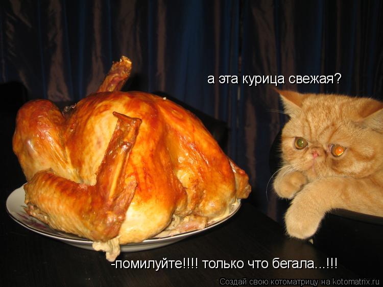 Котоматрица: а эта курица свежая? -помилуйте!!!! только что бегала...!!!
