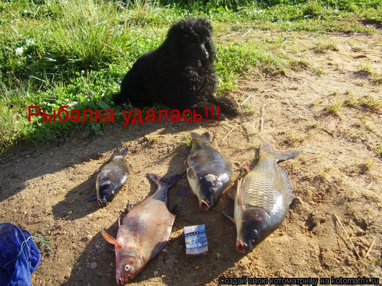 Котоматрица: Рыбалка удалась!!!
