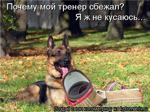 Почему мой тренер сбежал? Я ж не кусаюсь...... Котоматрица: Почему мой тренер сбежал? Я ж не кусаюсь...