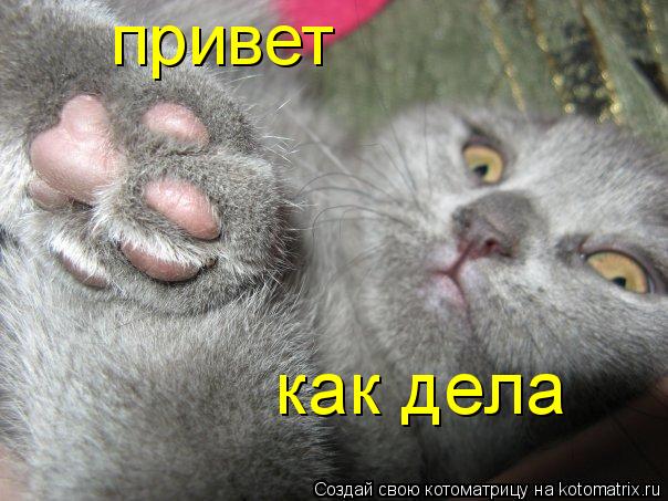 привет как дела... Котоматрица: привет как дела