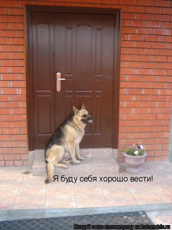 Я буду себя хорошо вести!... Котоматрица: Я буду себя хорошо вести!