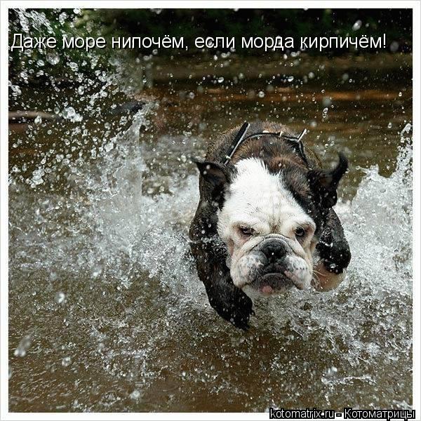 Даже море нипочём, если морда кирпичём!... Котоматрица: Даже море нипочём, если морда кирпичём!