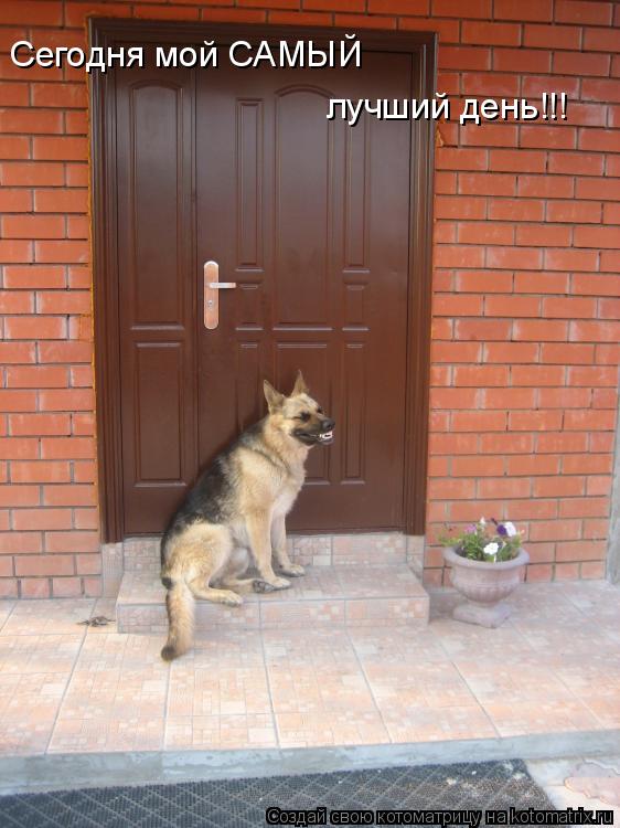 Сегодня мой САМЫЙ лучший день!!!... Котоматрица: Сегодня мой САМЫЙ лучший день!!!