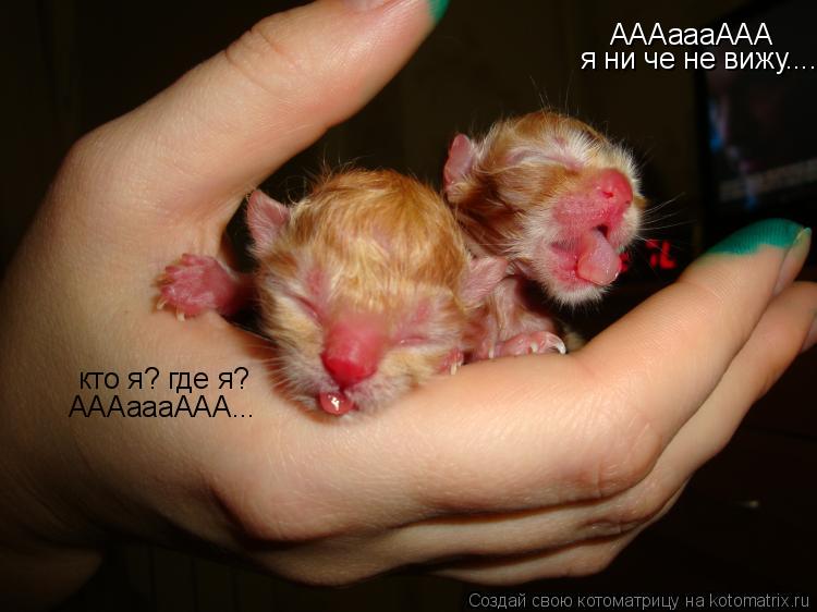 АААаааААА я ни че не вижу.... кто я? где я? АААаааААА...... Котоматрица: АААаааААА я ни че не вижу.... кто я? где я? АААаааААА...