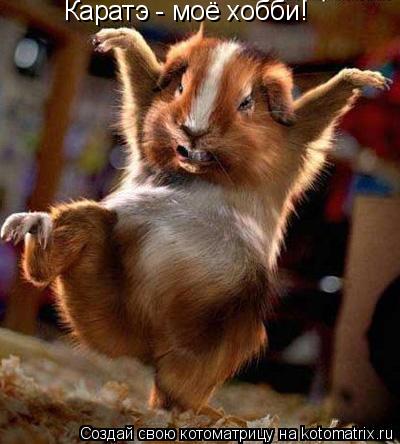 Котоматрица: Каратэ - моё хобби!