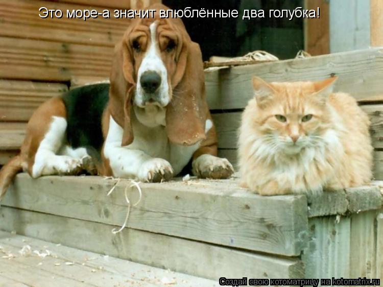 Это море-а значит влюблённые два голубка!... Котоматрица: Это море-а значит влюблённые два голубка!