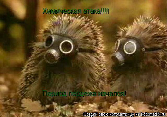 Химическая атака!!!! Период пердежа начался!... Котоматрица: Химическая атака!!!! Период пердежа начался!