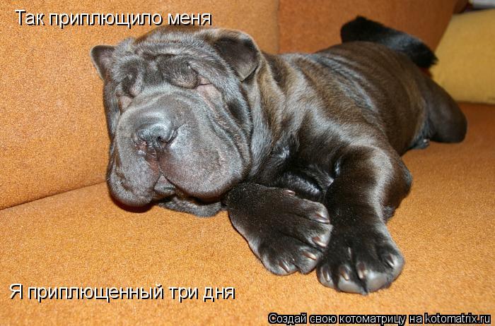 Так приплющило меня Я приплющенный три дня... Котоматрица: Так приплющило меня Я приплющенный три дня