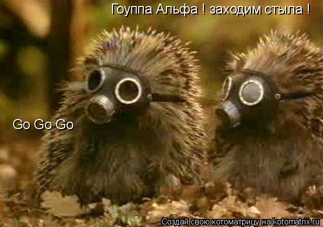 Гоуппа Альфа ! заходим стыла ! Go Go Go... Котоматрица: Гоуппа Альфа ! заходим стыла ! Go Go Go