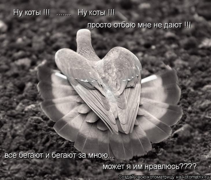 Ну коты !!! ....... Ну коты !!! просто отбою мне не дают !!! всё бегают и бегают за мною... может... Котоматрица: Ну коты !!! ....... Ну коты !!! просто отбою мне не дают !!! всё бегают и бегают за мною... может я им нравлюсь????