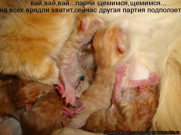 вай,вай,вай...парни щемимся,щемимся... на всех врядли хватит,сейчас другая партия подползет... Котоматрица: вай,вай,вай...парни щемимся,щемимся... на всех врядли хватит,сейчас другая партия подползет