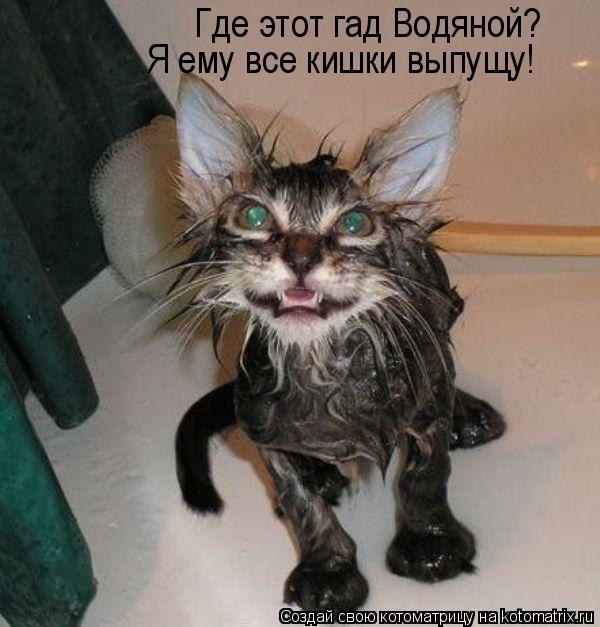 Котоматрица: Где этот гад Водяной? Я ему все кишки выпущу!