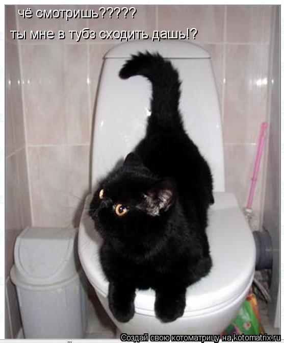 чё смотришь????? ты мне в тубз сходить дашь!?... Котоматрица: чё смотришь????? ты мне в тубз сходить дашь!?