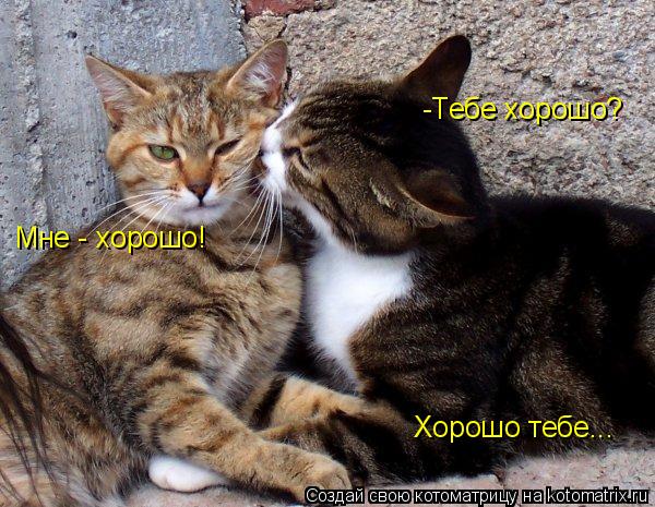 -Тебе хорошо? Мне - хорошо! Хорошо тебе...... Котоматрица: -Тебе хорошо? Мне - хорошо! Хорошо тебе...