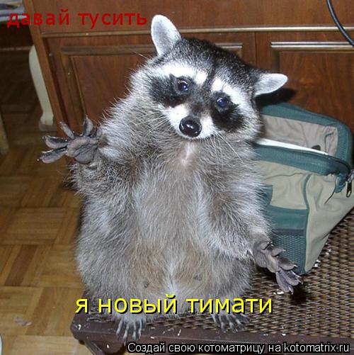 давай тусить я новый тимати... Котоматрица: давай тусить я новый тимати