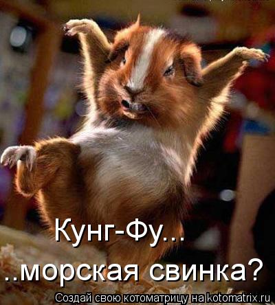 Котоматрица: Кунг-Фу... ..морская свинка?