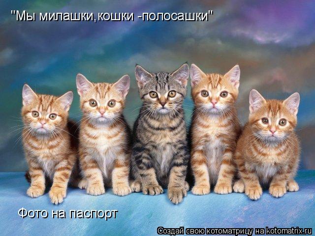 "Мы милашки,кошки -полосашки" Фото на паспорт... Котоматрица: "Мы милашки,кошки -полосашки" Фото на паспорт