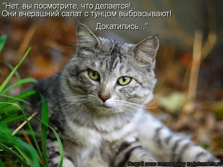 "Нет, вы посмотрите, что делается!.. Они вчерашний салат с тунцом выбрасывают! Докатились..."... Котоматрица: "Нет, вы посмотрите, что делается!.. Они вчерашний салат с тунцом выбрасывают! Докатились..."