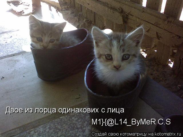 Двое из лорца одинакових с лица M1}{@L14_ByMeR C.S... Котоматрица: Двое из лорца одинакових с лица M1}{@L14_ByMeR C.S