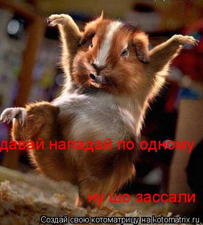 Котоматрица: ну шо зассали давай нападай по одному