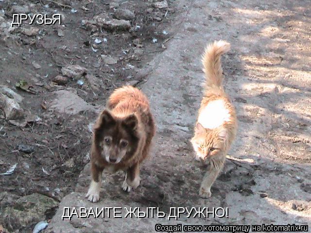ДРУЗЬЯ ДАВАИТЕ ЖЫТЬ ДРУЖНО!... Котоматрица: ДРУЗЬЯ ДАВАИТЕ ЖЫТЬ ДРУЖНО!