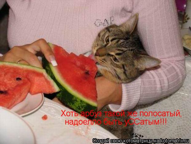 Хоть арбуз такой же полосатый, надоелло быть уССатым!!! Хоть арбуз такой же полосатый, надоелло быт... Котоматрица: Хоть арбуз такой же полосатый, надоелло быть уССатым!!! Хоть арбуз такой же полосатый, надоелло быть уССатым!!!