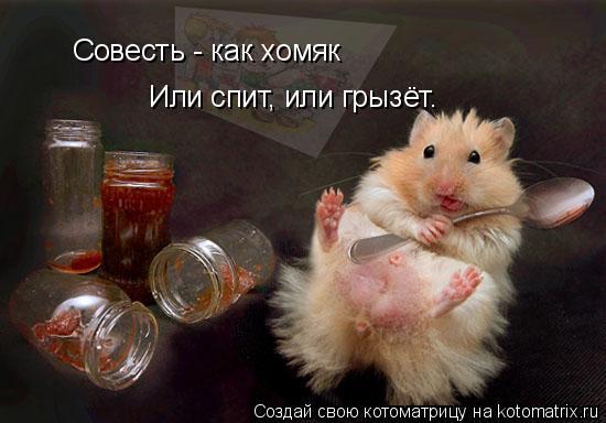 Котоматрица: Совесть - как хомяк Или спит, или грызёт.