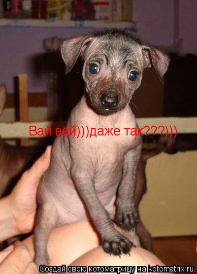 Вай вай)))даже так???)))... Котоматрица: Вай вай)))даже так???)))