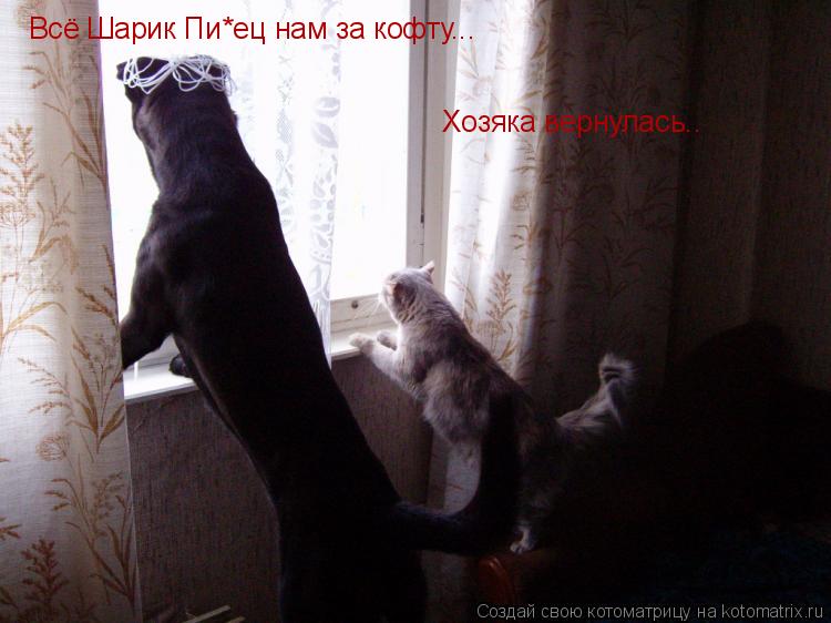 Всё Шарик Пи*ец нам за кофту... Хозяка вернулась..... Котоматрица: Всё Шарик Пи*ец нам за кофту... Хозяка вернулась..