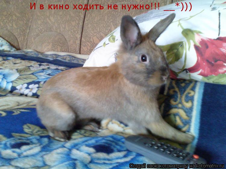 И в кино ходить не нужно!!! __*)))... Котоматрица: И в кино ходить не нужно!!! __*)))