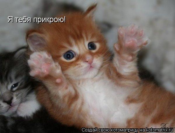 Я тебя прикрою!... Котоматрица: Я тебя прикрою!