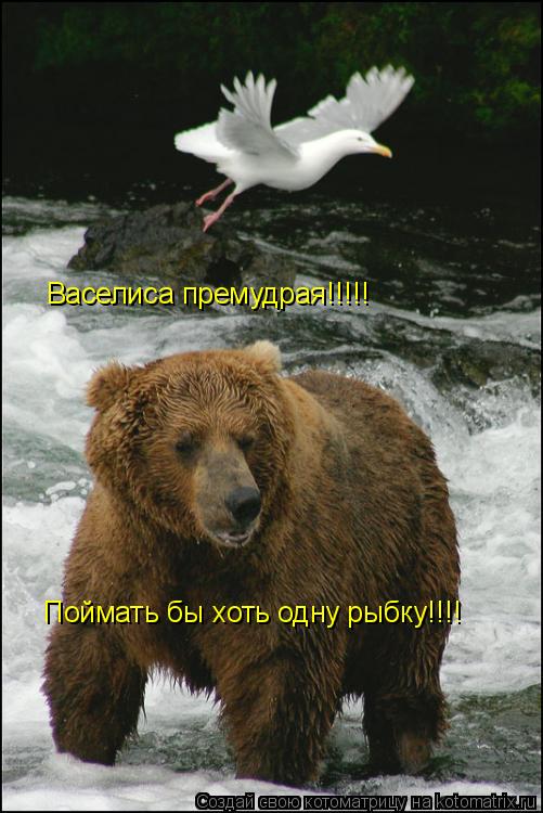 Васелиса премудрая!!!!! Поймать бы хоть одну рыбку!!!!... Котоматрица: Васелиса премудрая!!!!! Поймать бы хоть одну рыбку!!!!