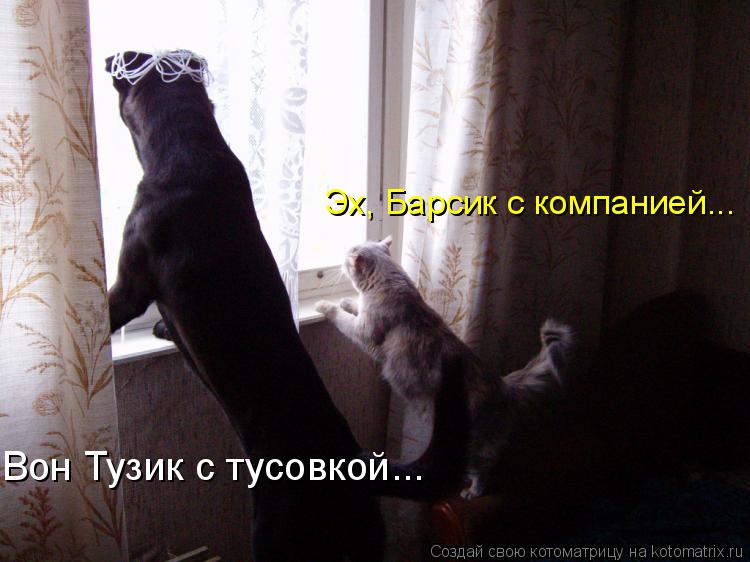 Вон Тузик с тусовкой... Эх, Барсик с компанией...... Котоматрица: Вон Тузик с тусовкой... Эх, Барсик с компанией...