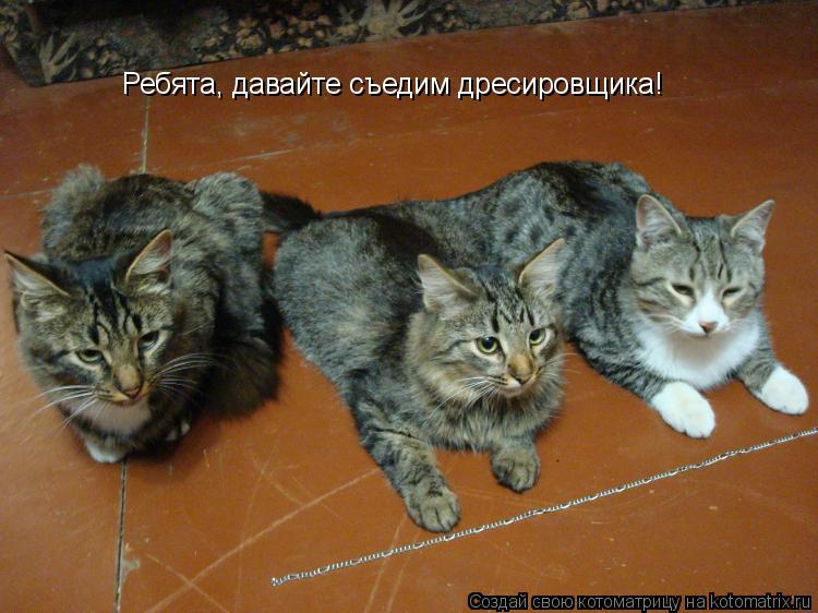 Ребята, давайте съедим дресировщика!... Котоматрица: Ребята, давайте съедим дресировщика!