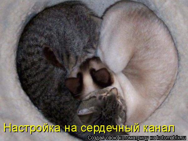 Настройка на сердечный канал... Котоматрица: Настройка на сердечный канал