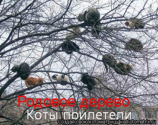 Родовое дерево... Котоматрица: Родовое дерево