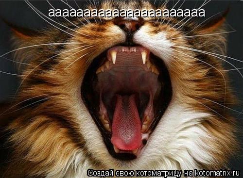 аааааааааааааааааааааа... Котоматрица: аааааааааааааааааааааа