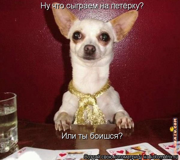 Ну что сыграем на петёрку? Или ты боишся?... Котоматрица: Ну что сыграем на петёрку? Или ты боишся?