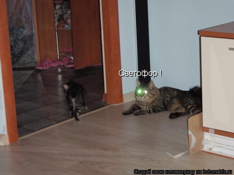 Светофор !... Котоматрица: Светофор !