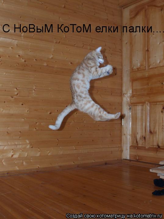 С НоВыМ КоТоМ елки палки....... Котоматрица: С НоВыМ КоТоМ елки палки....