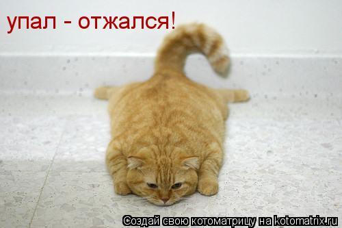 упал - отжался!... Котоматрица: упал - отжался!
