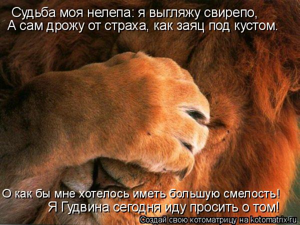 Судьба моя нелепа: я выгляжу свирепо, А сам дрожу от страха, как заяц под кустом. О как бы мне хотело... Котоматрица: Судьба моя нелепа: я выгляжу свирепо, А сам дрожу от страха, как заяц под кустом. О как бы мне хотелось иметь большую смелость! Я Гудвина сего