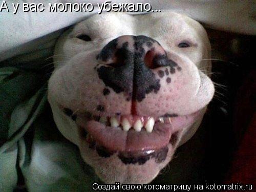 А у вас молоко убежало...... Котоматрица: А у вас молоко убежало...
