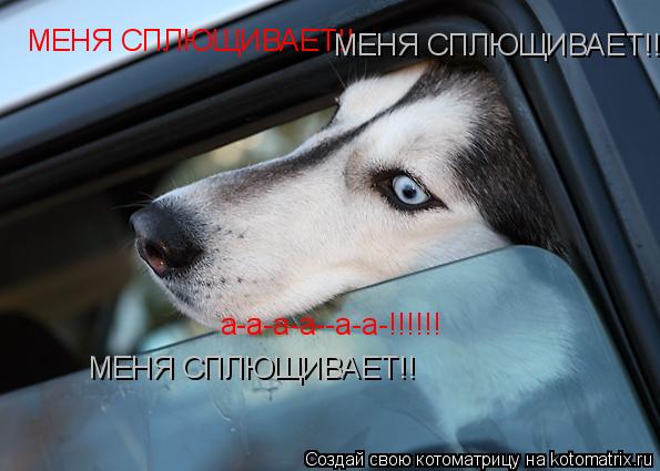 МЕНЯ СПЛЮЩИВАЕТ!! МЕНЯ СПЛЮЩИВАЕТ!! МЕНЯ СПЛЮЩИВАЕТ!! а-а-а-а--а-а-!!!!!!... Котоматрица: МЕНЯ СПЛЮЩИВАЕТ!! МЕНЯ СПЛЮЩИВАЕТ!! МЕНЯ СПЛЮЩИВАЕТ!! а-а-а-а--а-а-!!!!!!
