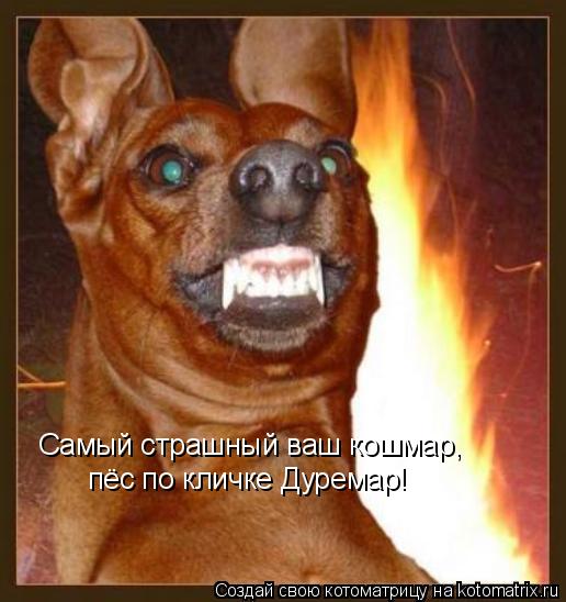 Самый страшный ваш кошмар, пёс по кличке Дуремар!... Котоматрица: Самый страшный ваш кошмар, пёс по кличке Дуремар!