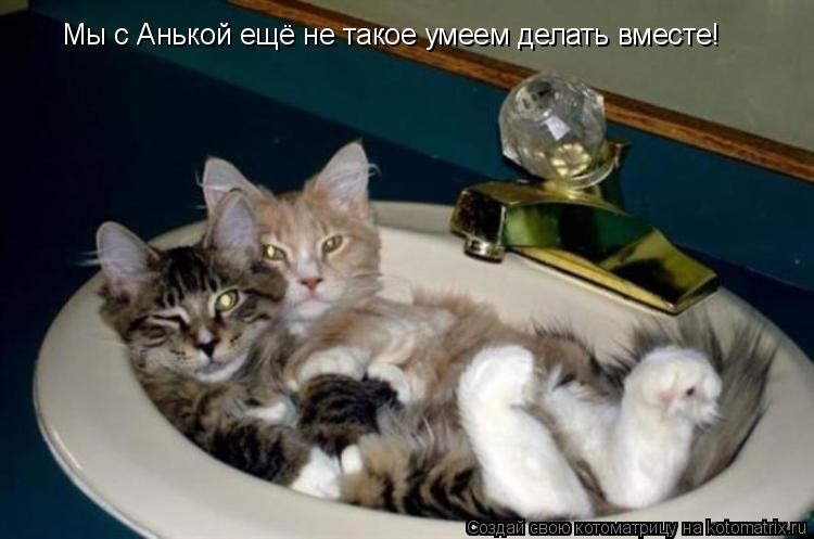 Мы с Анькой ещё не такое умеем делать вместе!... Котоматрица: Мы с Анькой ещё не такое умеем делать вместе!