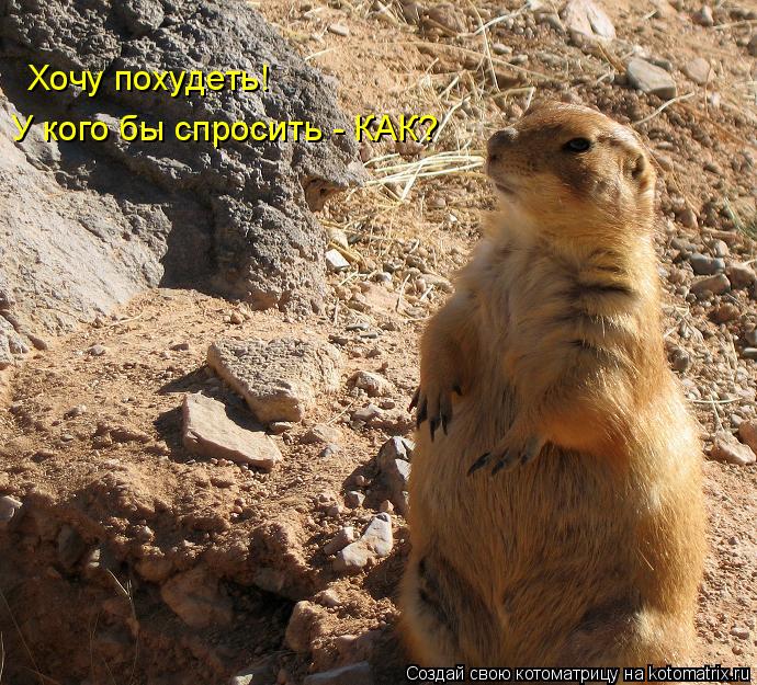 Хочу похудеть! У кого бы спросить - КАК?... Котоматрица: Хочу похудеть! У кого бы спросить - КАК?