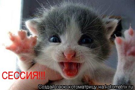 СЕССИЯ!!!... Котоматрица: СЕССИЯ!!!